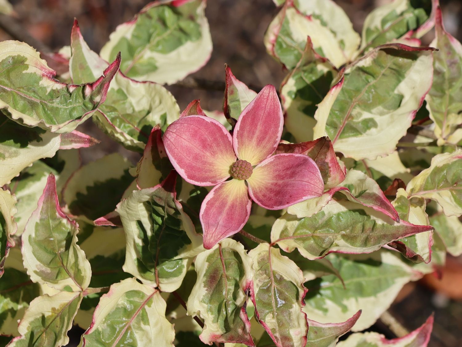 Japanischer Blumen-Hartriegel 'Aka Tsuki' - Cornus kousa 'Aka Tsuki'