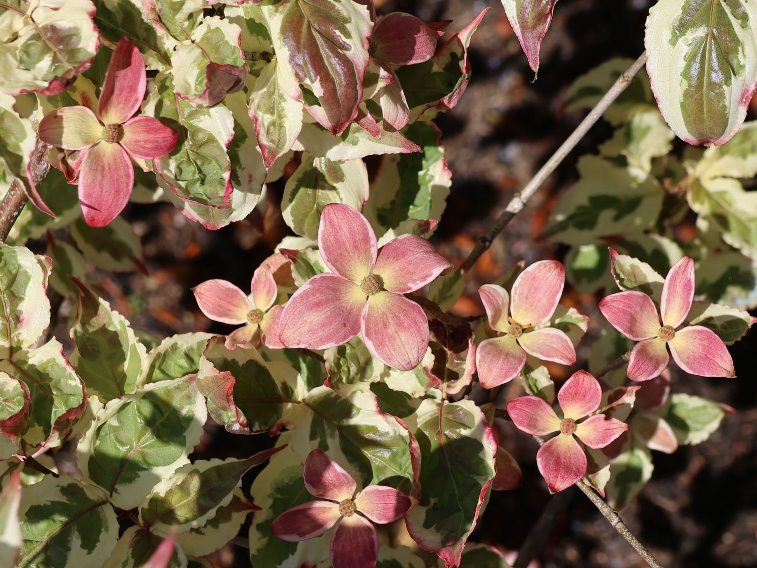 Japanischer Blumen-Hartriegel 'Aka Tsuki' - Cornus kousa 'Aka Tsuki'