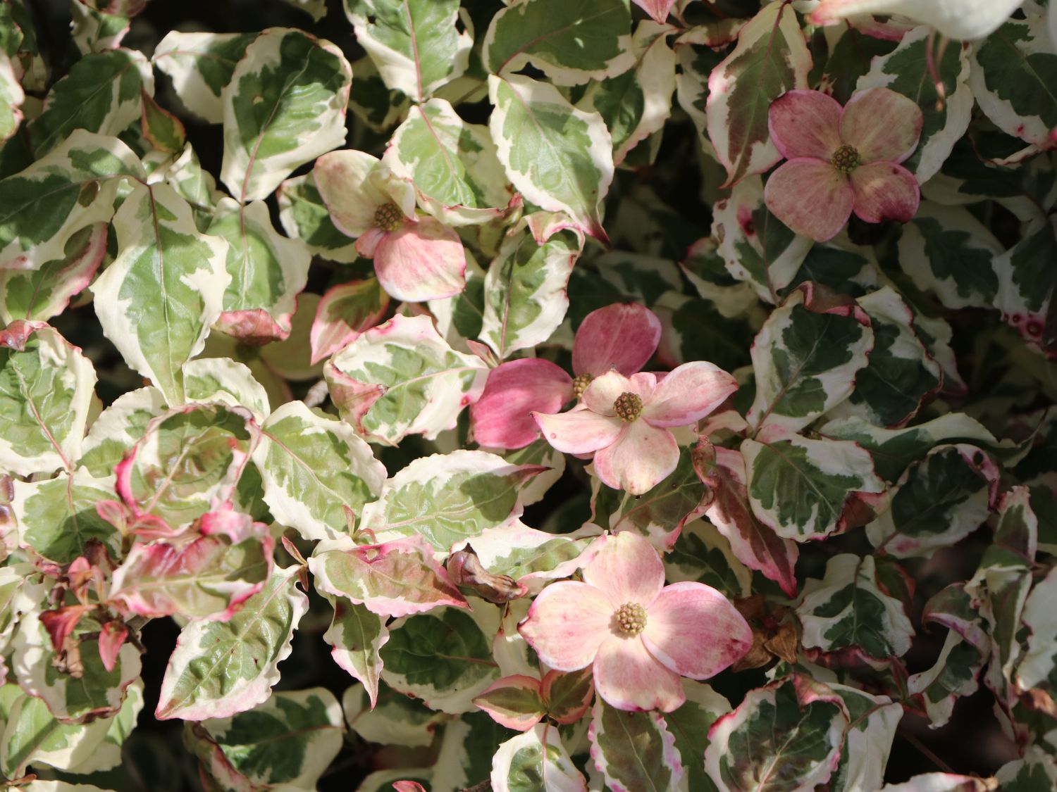Japanischer Blumen-Hartriegel 'Aka Tsuki' - Cornus kousa 'Aka Tsuki'