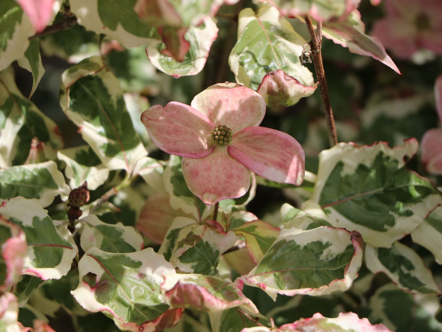 Japanischer Blumen-Hartriegel 'Aka Tsuki' - Cornus kousa 'Aka Tsuki'