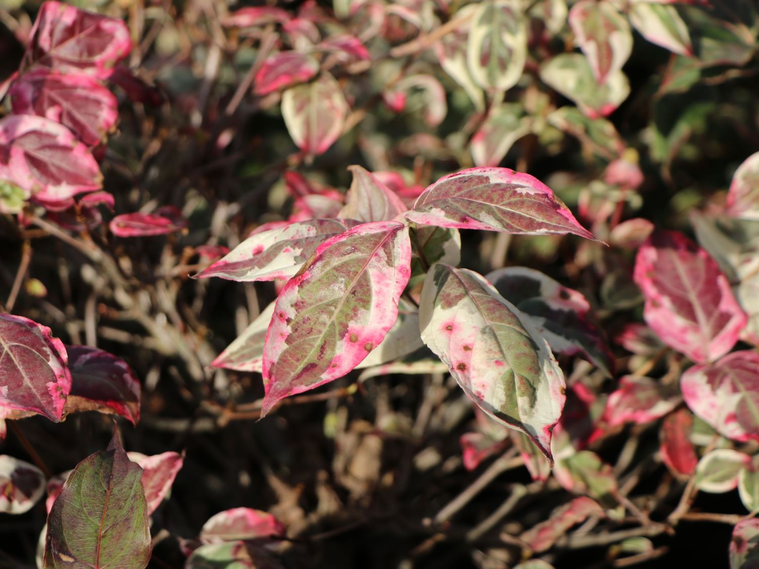 Japanischer Blumen-Hartriegel 'Aka Tsuki' - Cornus kousa 'Aka Tsuki'