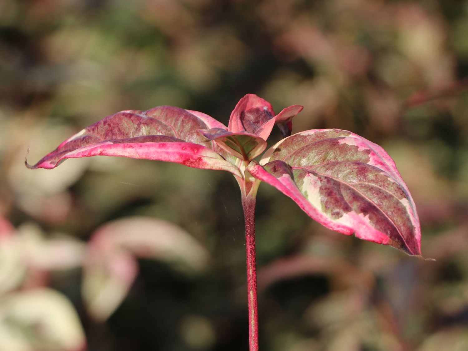 Japanischer Blumen-Hartriegel 'Aka Tsuki' - Cornus kousa 'Aka Tsuki'