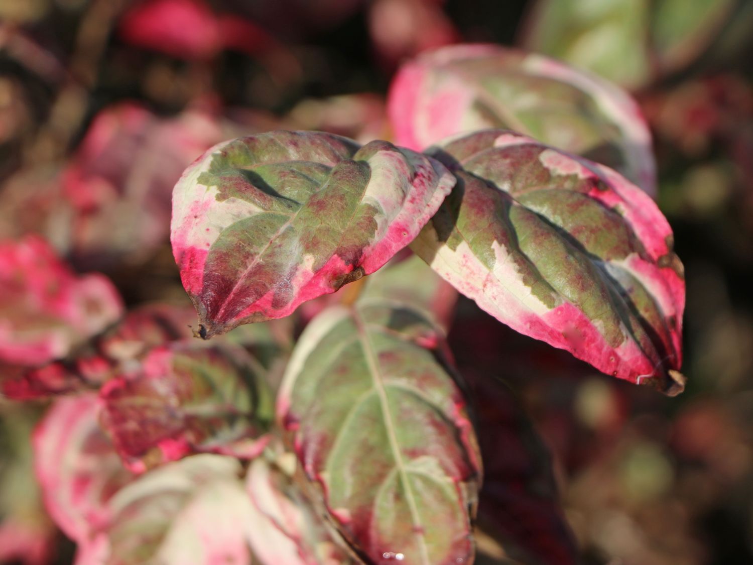 Japanischer Blumen-Hartriegel 'Aka Tsuki' - Cornus kousa 'Aka Tsuki'