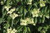 Japanischer Blumen-Hartriegel 'Angyo Dwarf' - Cornus kousa 'Angyo Dwarf'