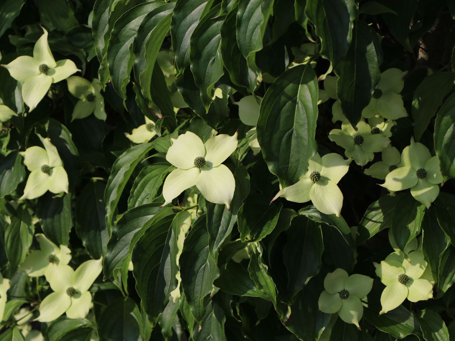 Japanischer Blumen-Hartriegel 'Angyo Dwarf' - Cornus kousa 'Angyo Dwarf'