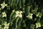 Japanischer Blumen-Hartriegel 'Angyo Dwarf' - Cornus kousa 'Angyo Dwarf'