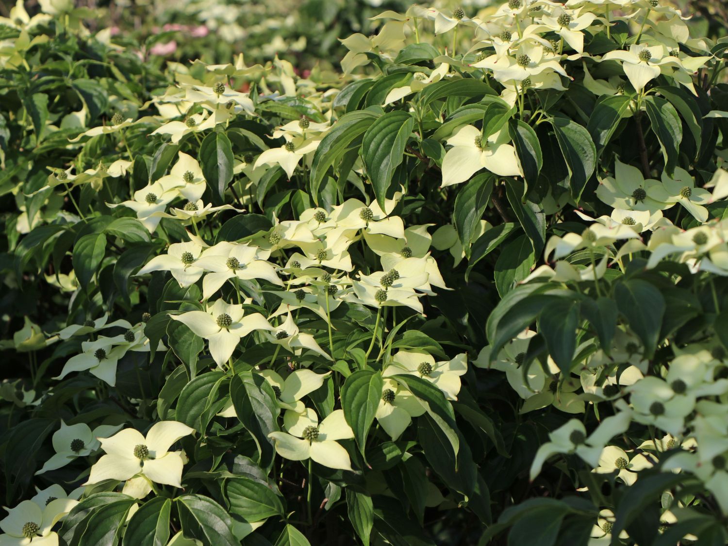 Japanischer Blumen-Hartriegel 'Angyo Dwarf' - Cornus kousa 'Angyo Dwarf'