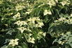 Japanischer Blumen-Hartriegel 'Angyo Dwarf' - Cornus kousa 'Angyo Dwarf'