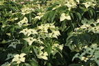 Japanischer Blumen-Hartriegel 'Angyo Dwarf' - Cornus kousa 'Angyo Dwarf'