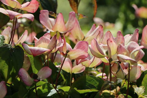 Japanischer Blumen-Hartriegel 'Anja' - Cornus kousa 'Anja'