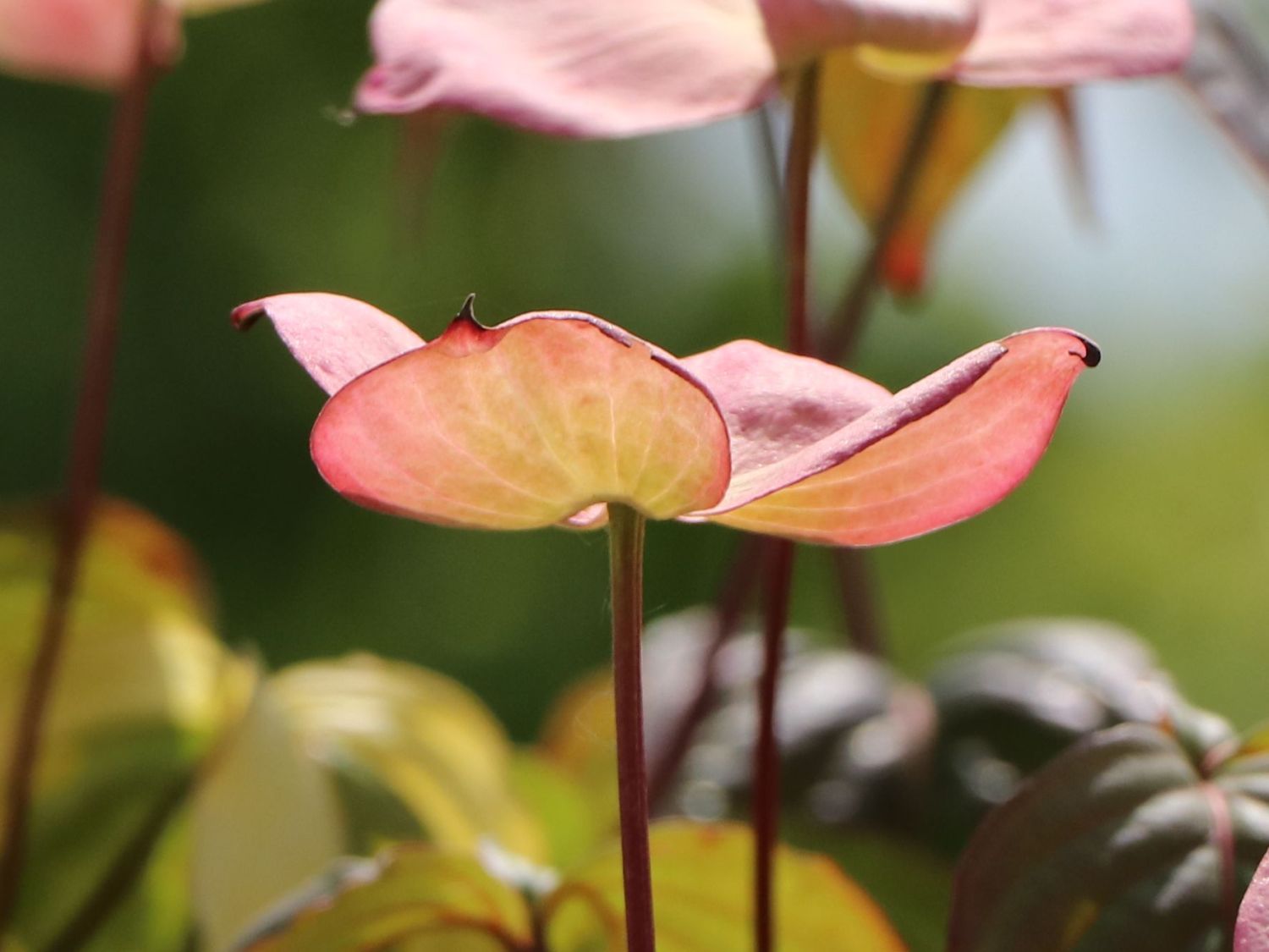 Japanischer Blumen-Hartriegel 'Anja' - Cornus kousa 'Anja'