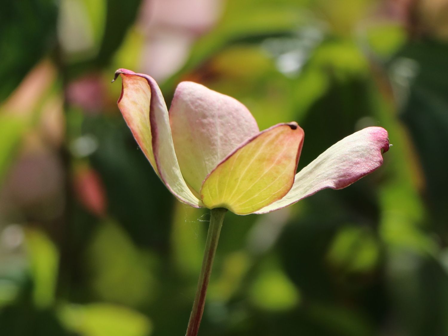 Japanischer Blumen-Hartriegel 'Anja' - Cornus kousa 'Anja'