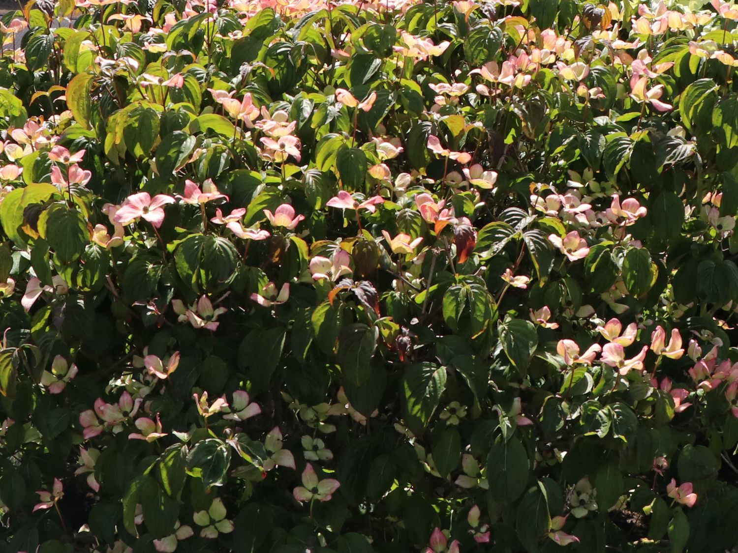 Japanischer Blumen-Hartriegel 'Anja' - Cornus kousa 'Anja'
