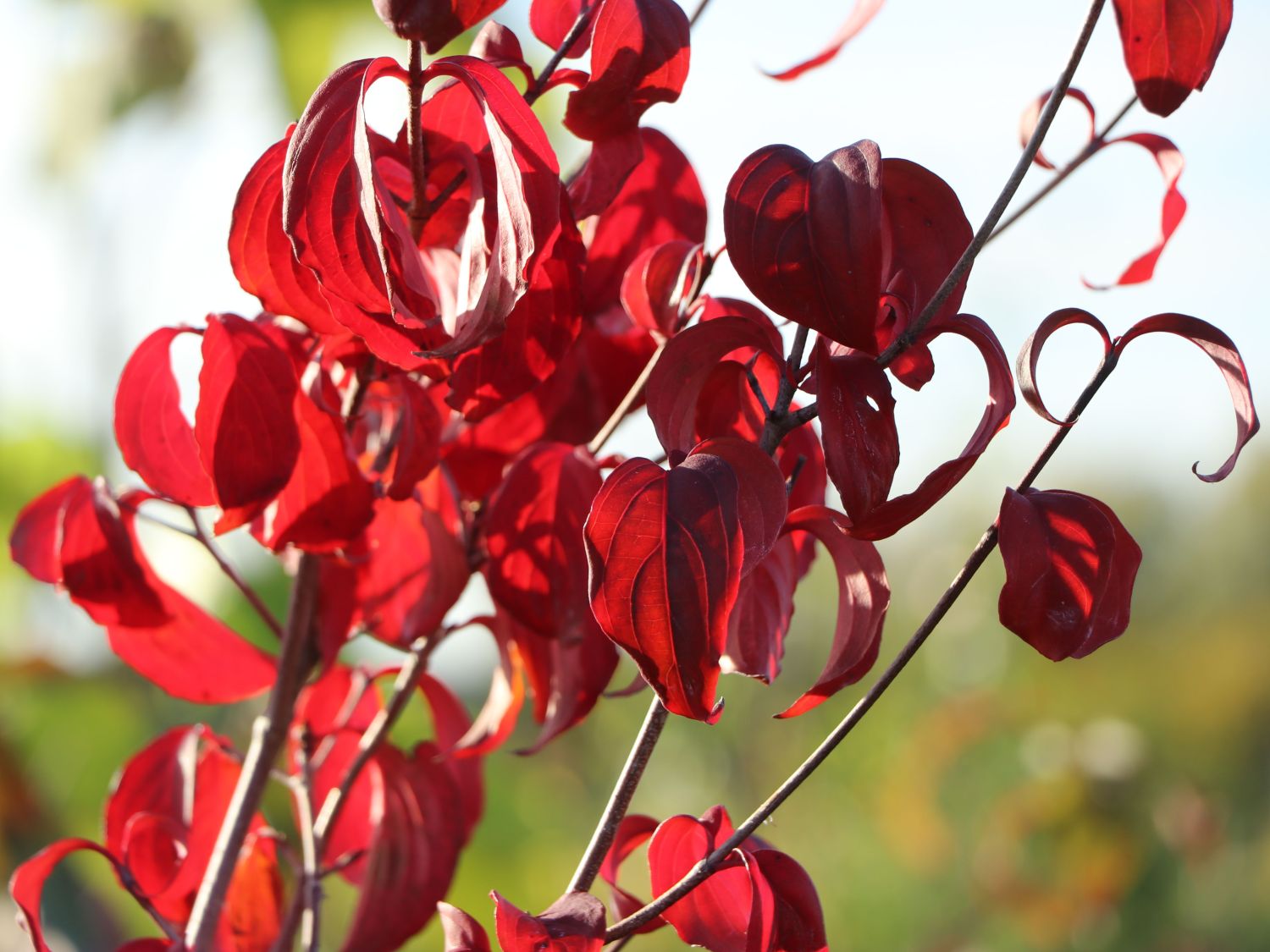 Japanischer Blumen-Hartriegel 'Anja' - Cornus kousa 'Anja'
