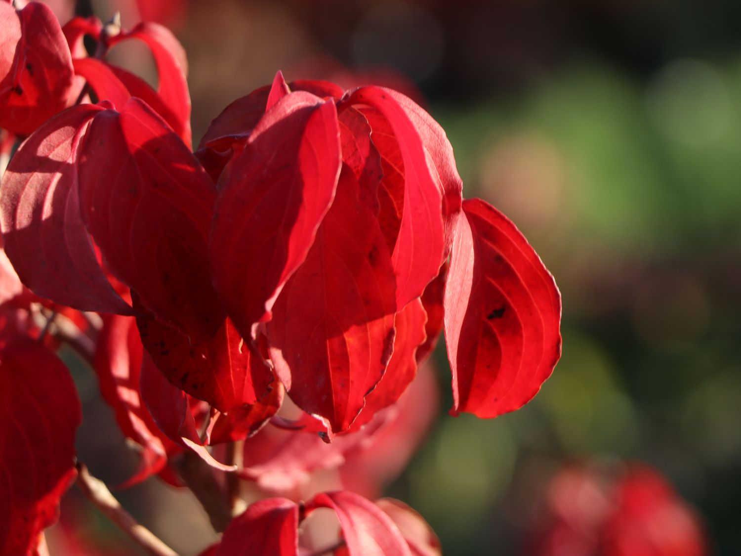 Japanischer Blumen-Hartriegel 'Anja' - Cornus kousa 'Anja'