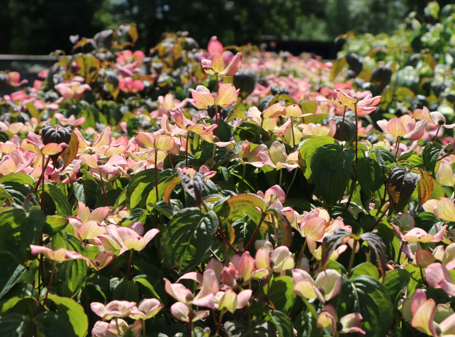 Japanischer Blumen-Hartriegel 'Anja' - Cornus kousa 'Anja'