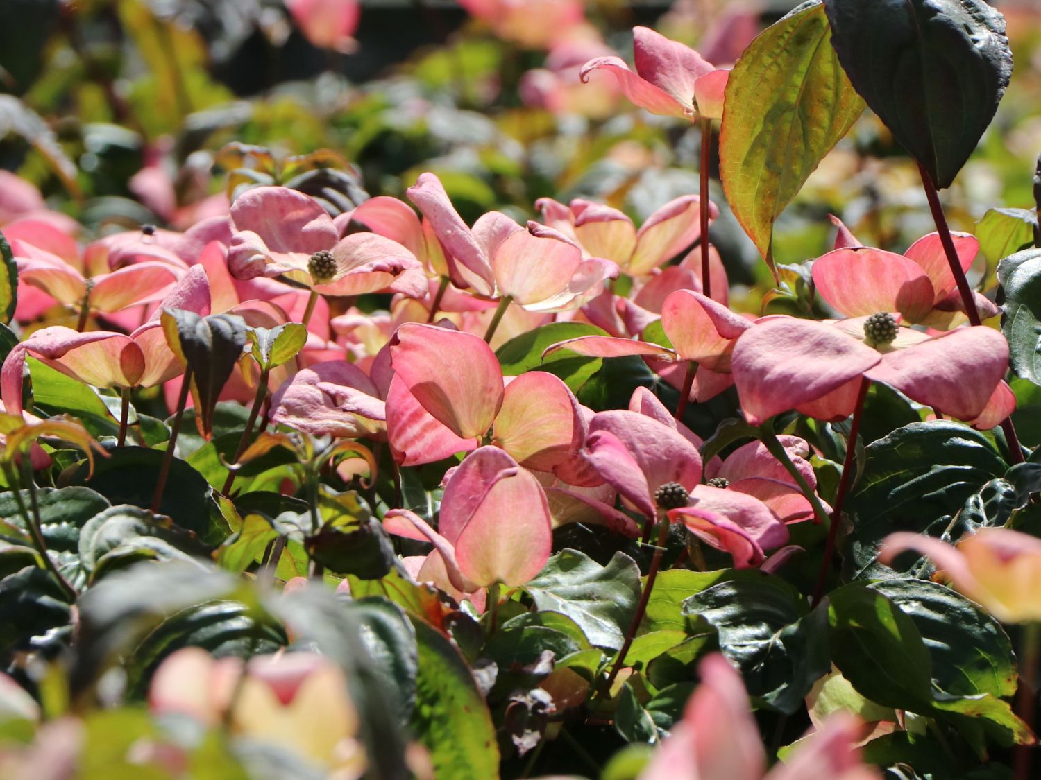Japanischer Blumen-Hartriegel 'Anja' - Cornus kousa 'Anja'