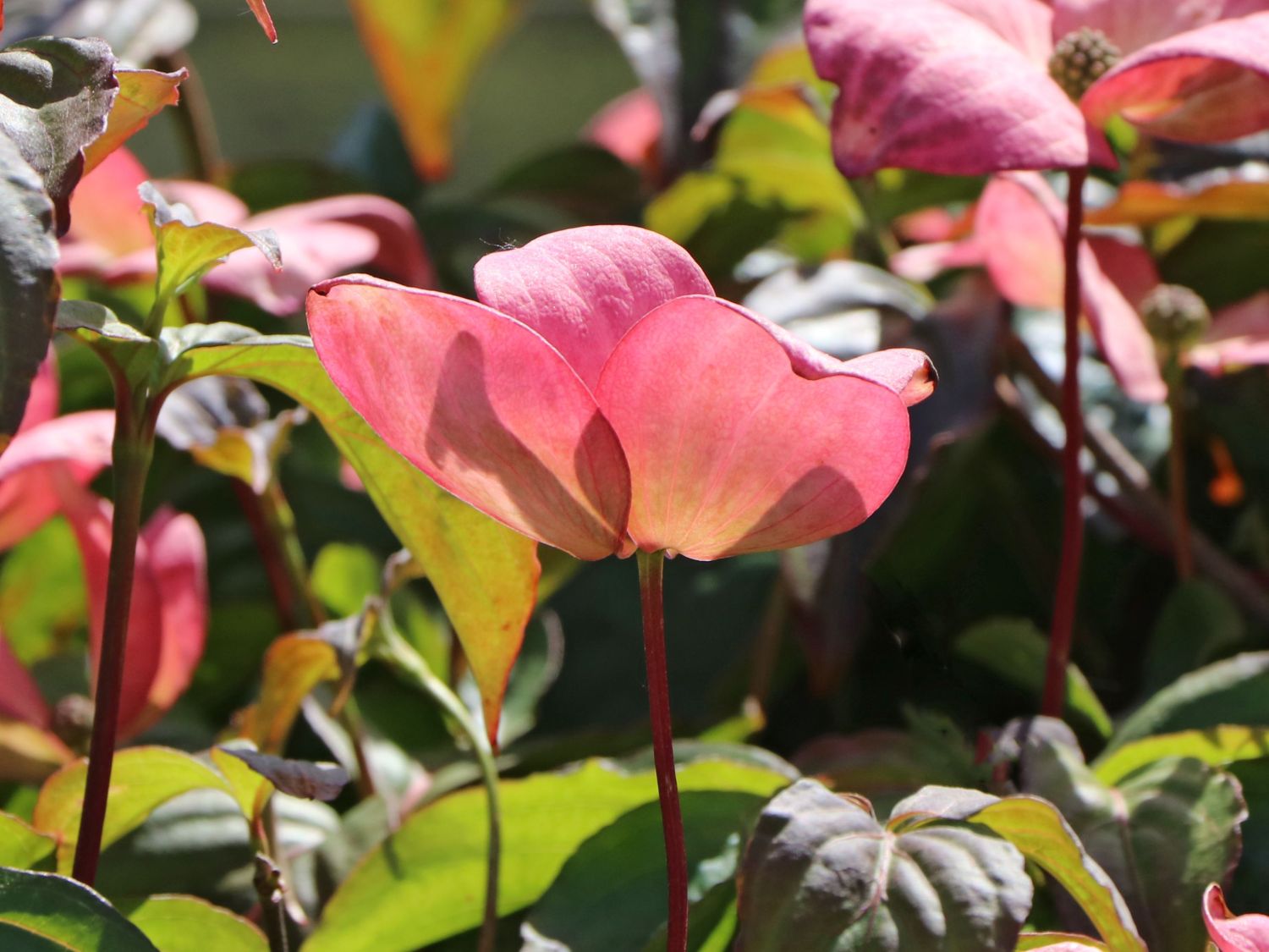 Japanischer Blumen-Hartriegel 'Anja' - Cornus kousa 'Anja'