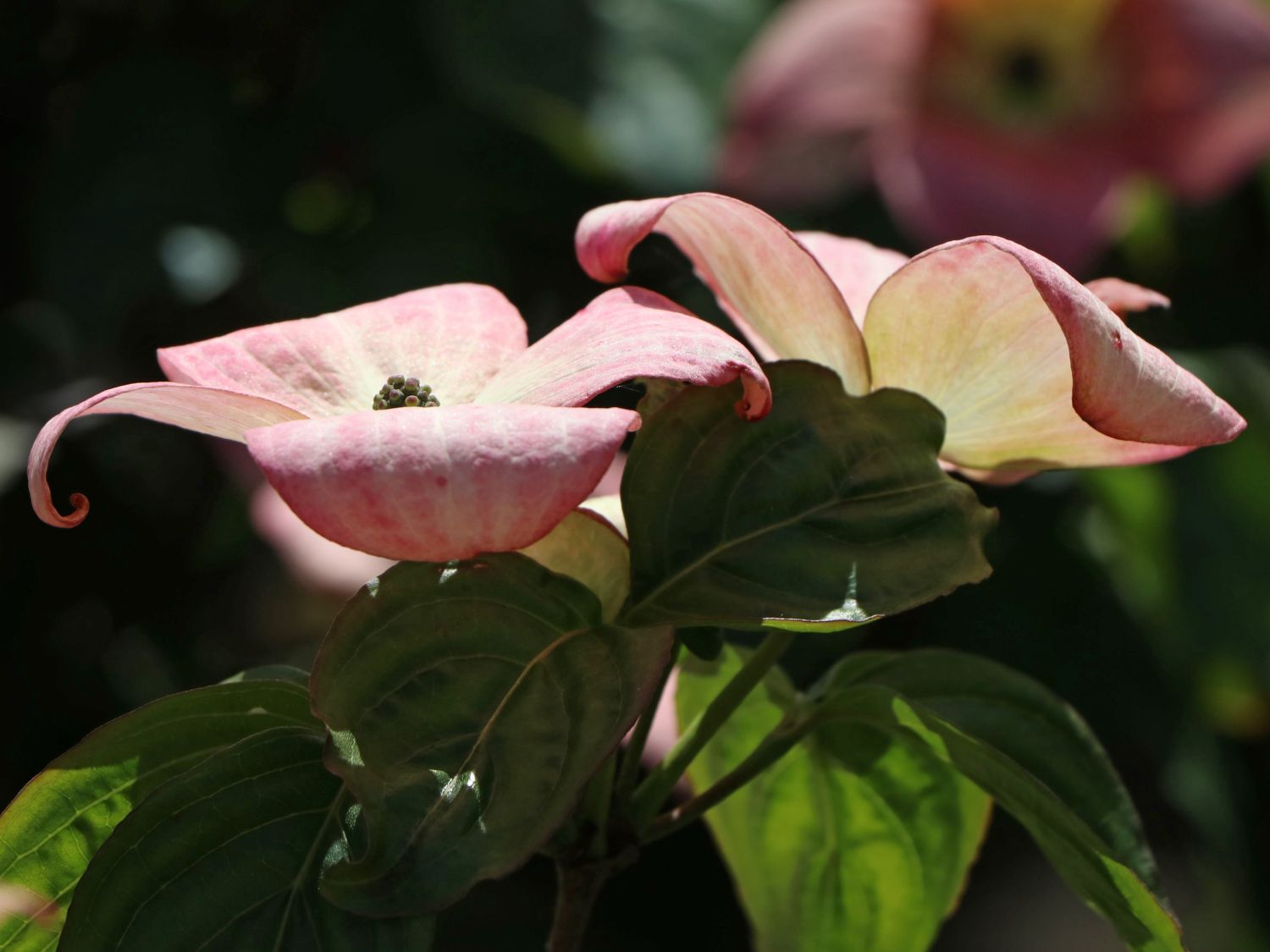 Japanischer Blumen-Hartriegel 'Anja' - Cornus kousa 'Anja'