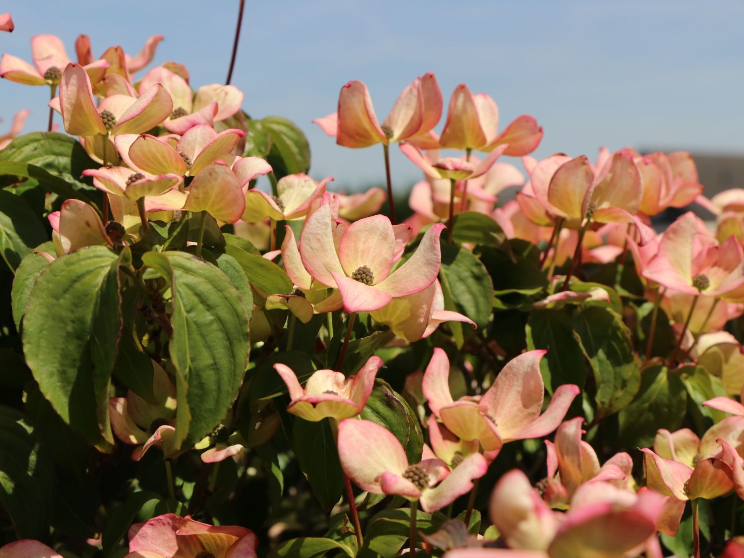 Japanischer Blumen-Hartriegel 'Anja' - Cornus kousa 'Anja'