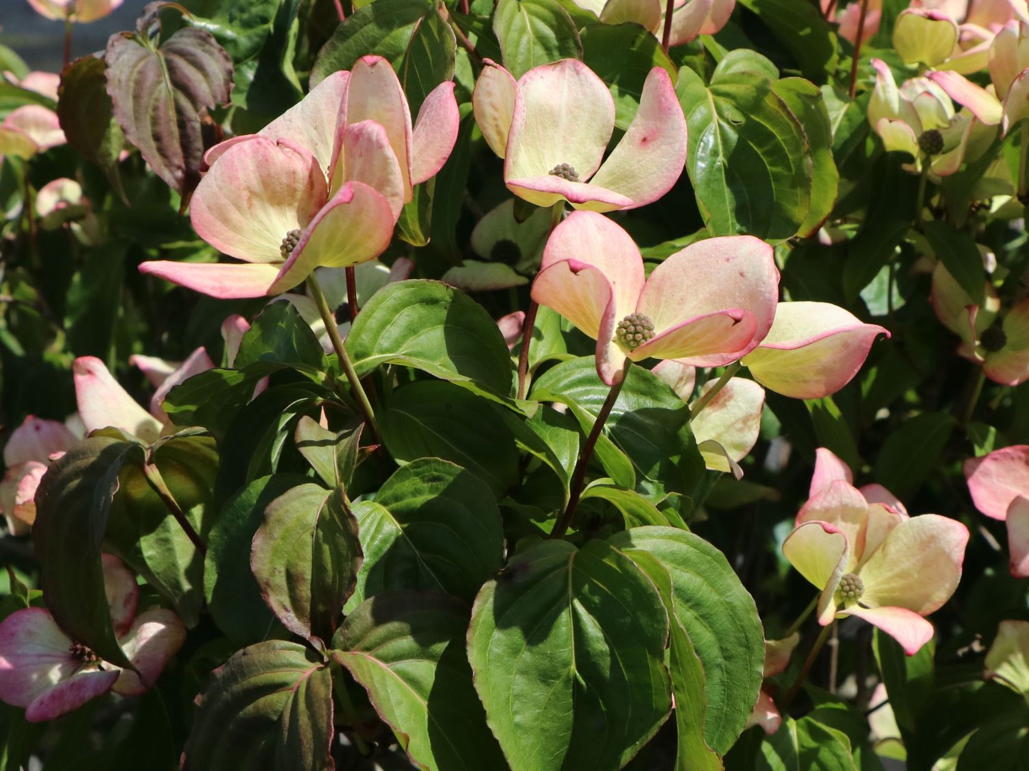 Japanischer Blumen-Hartriegel 'Anja' - Cornus kousa 'Anja'