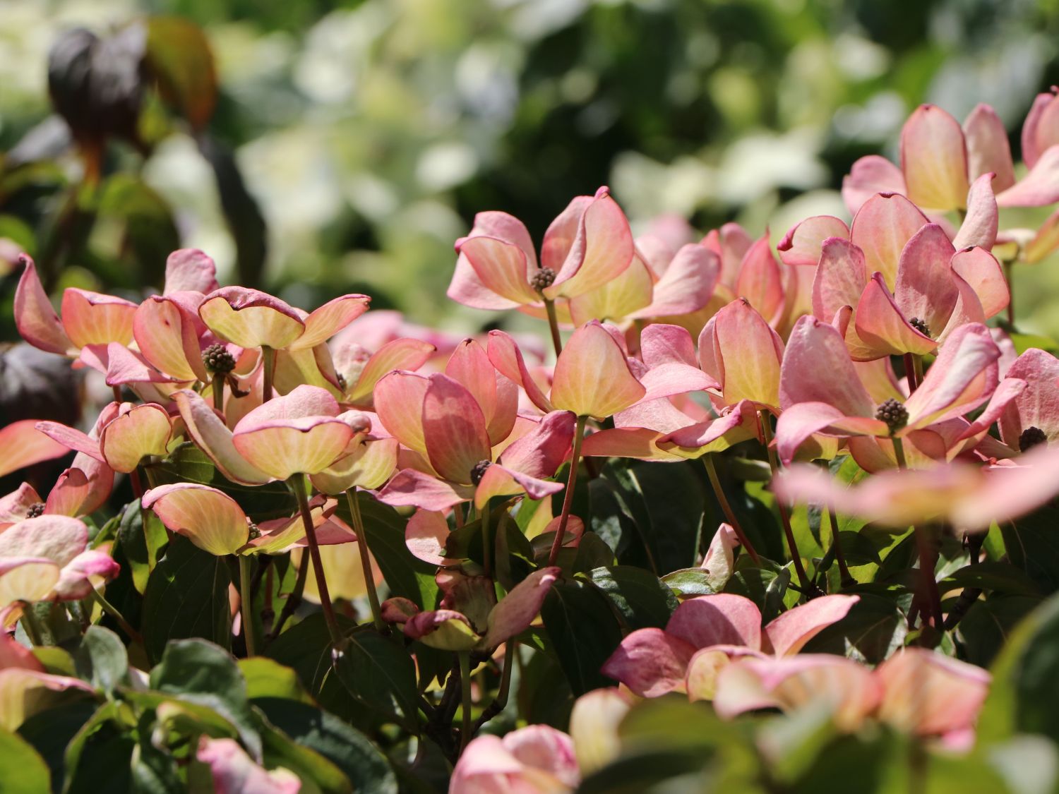 Japanischer Blumen-Hartriegel 'Anja' - Cornus kousa 'Anja'