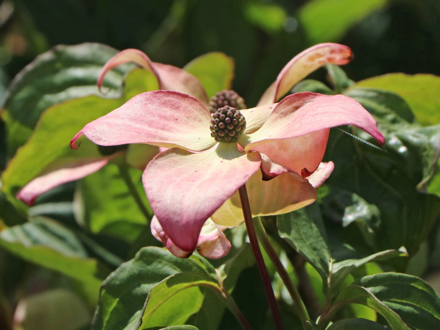 Japanischer Blumen-Hartriegel 'Anja' - Cornus kousa 'Anja'