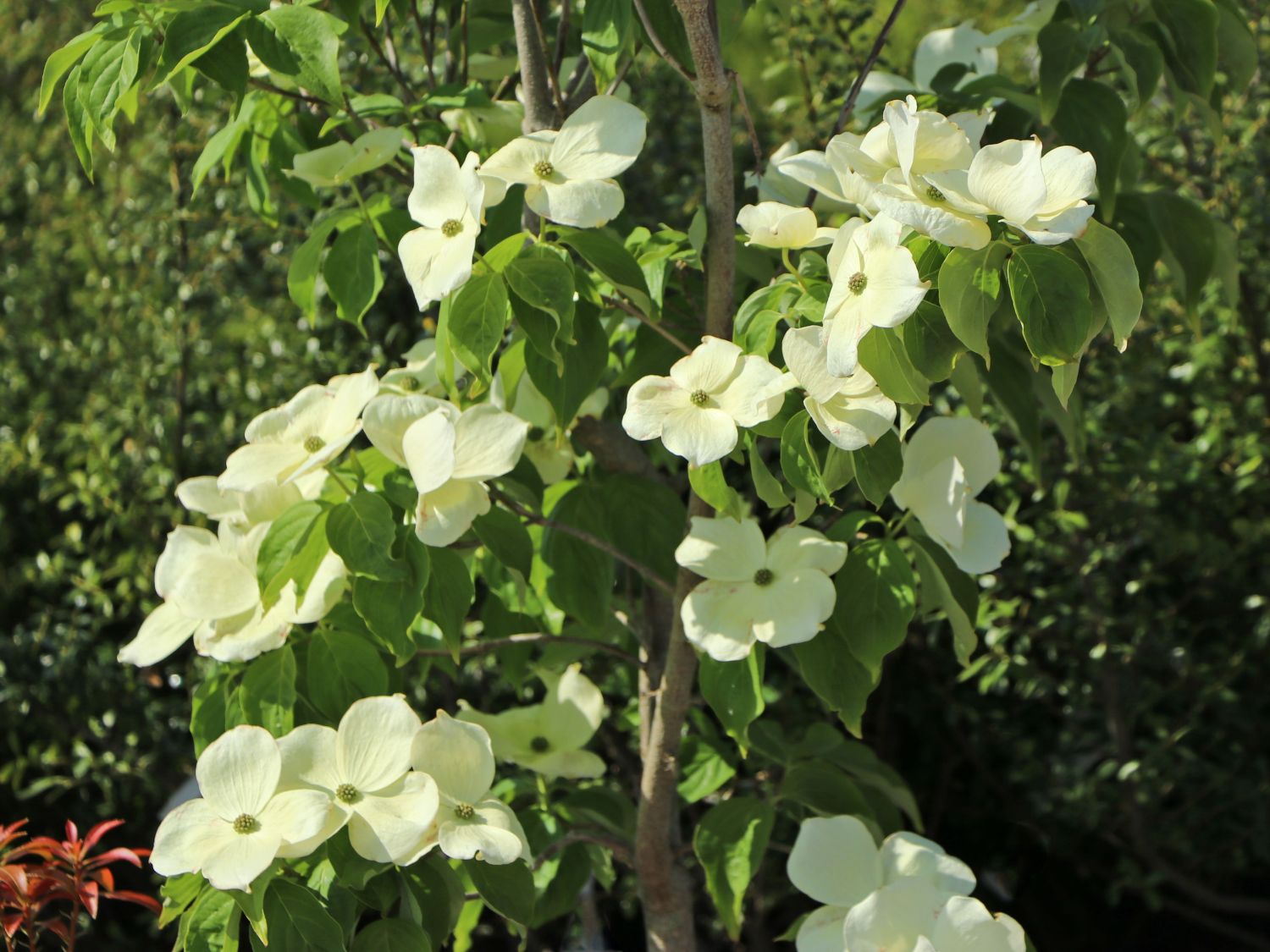 Japanischer Blumen-Hartriegel 'Aurora' - Cornus kousa 'Aurora'