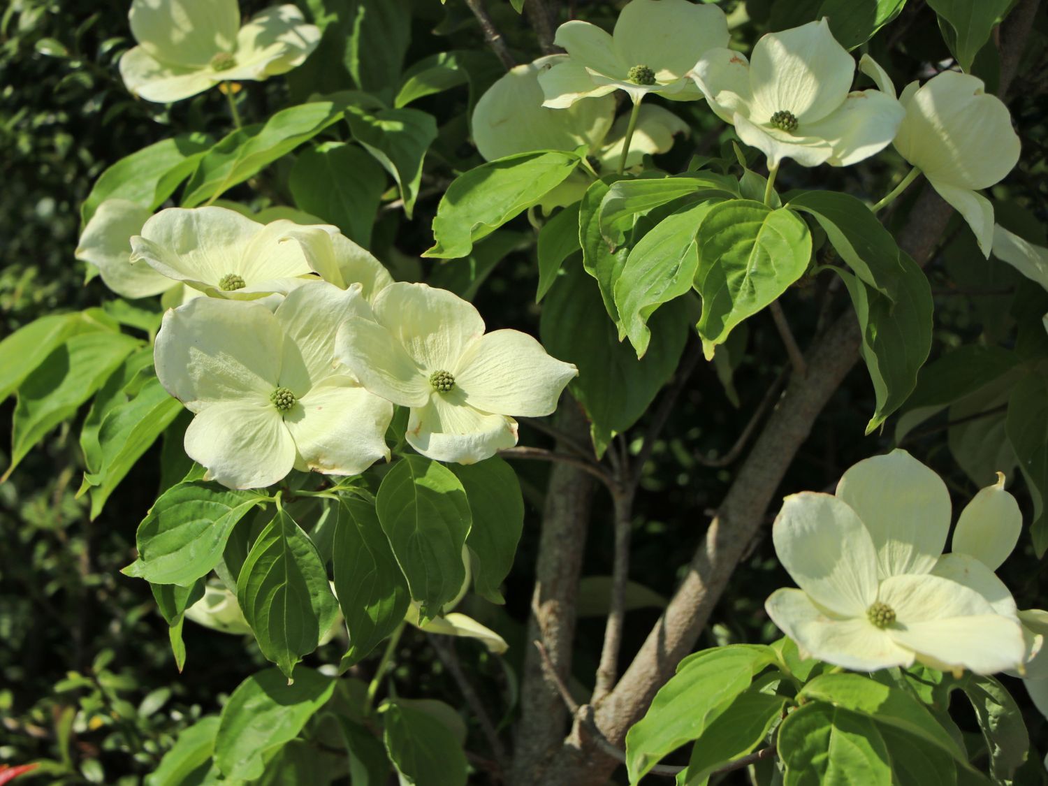 Japanischer Blumen-Hartriegel 'Aurora' - Cornus kousa 'Aurora'