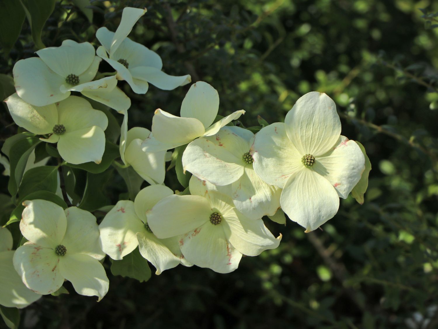 Japanischer Blumen-Hartriegel 'Aurora' - Cornus kousa 'Aurora'