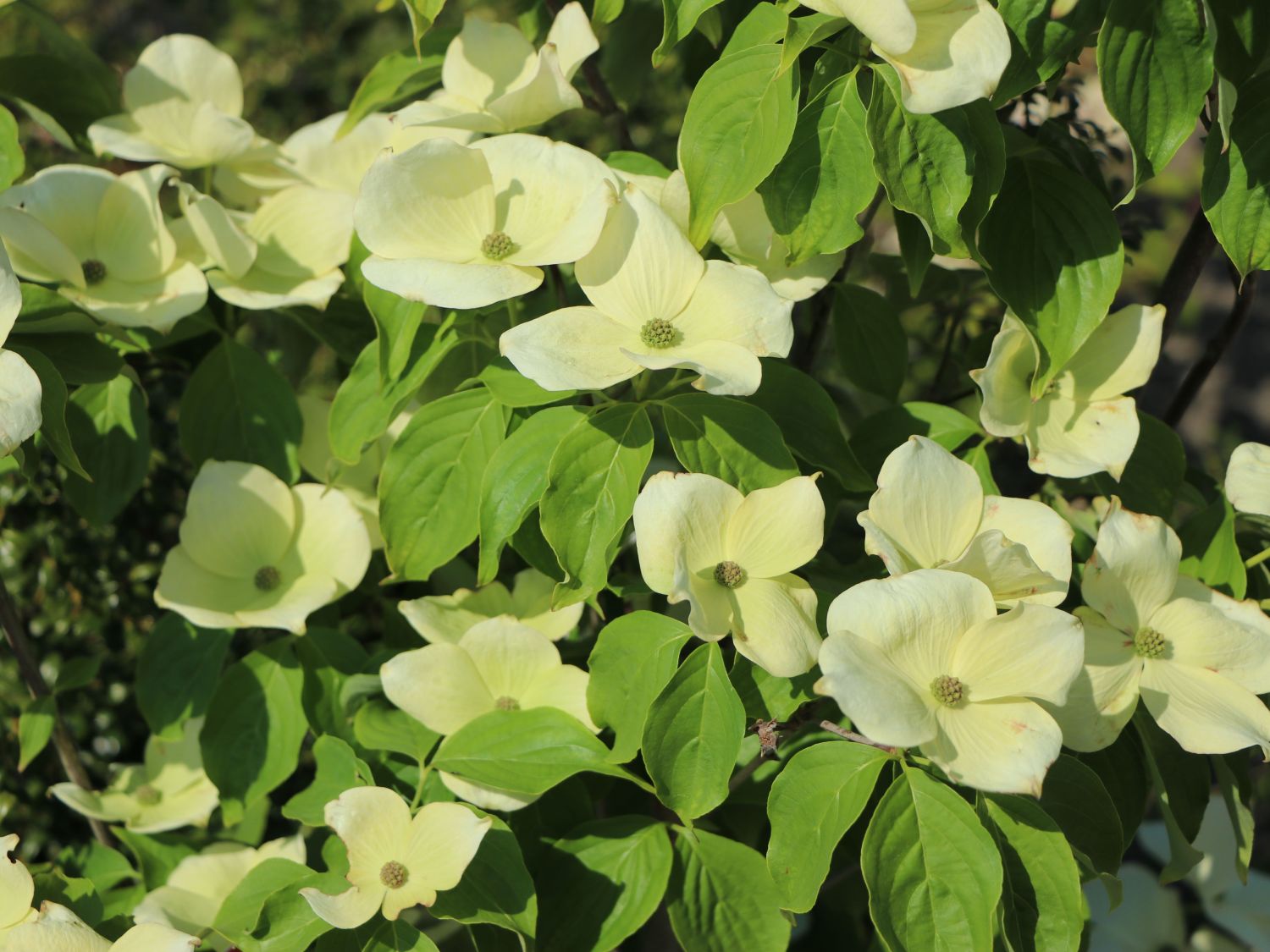 Japanischer Blumen-Hartriegel 'Aurora' - Cornus kousa 'Aurora'