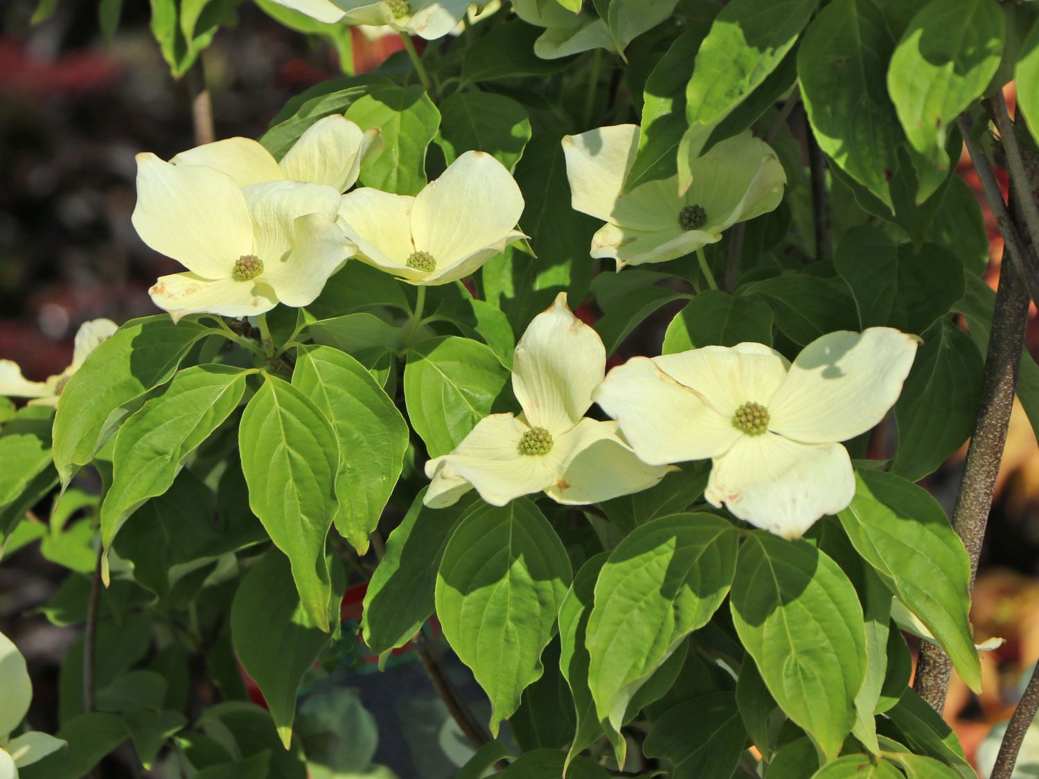 Japanischer Blumen-Hartriegel 'Aurora' - Cornus kousa 'Aurora'