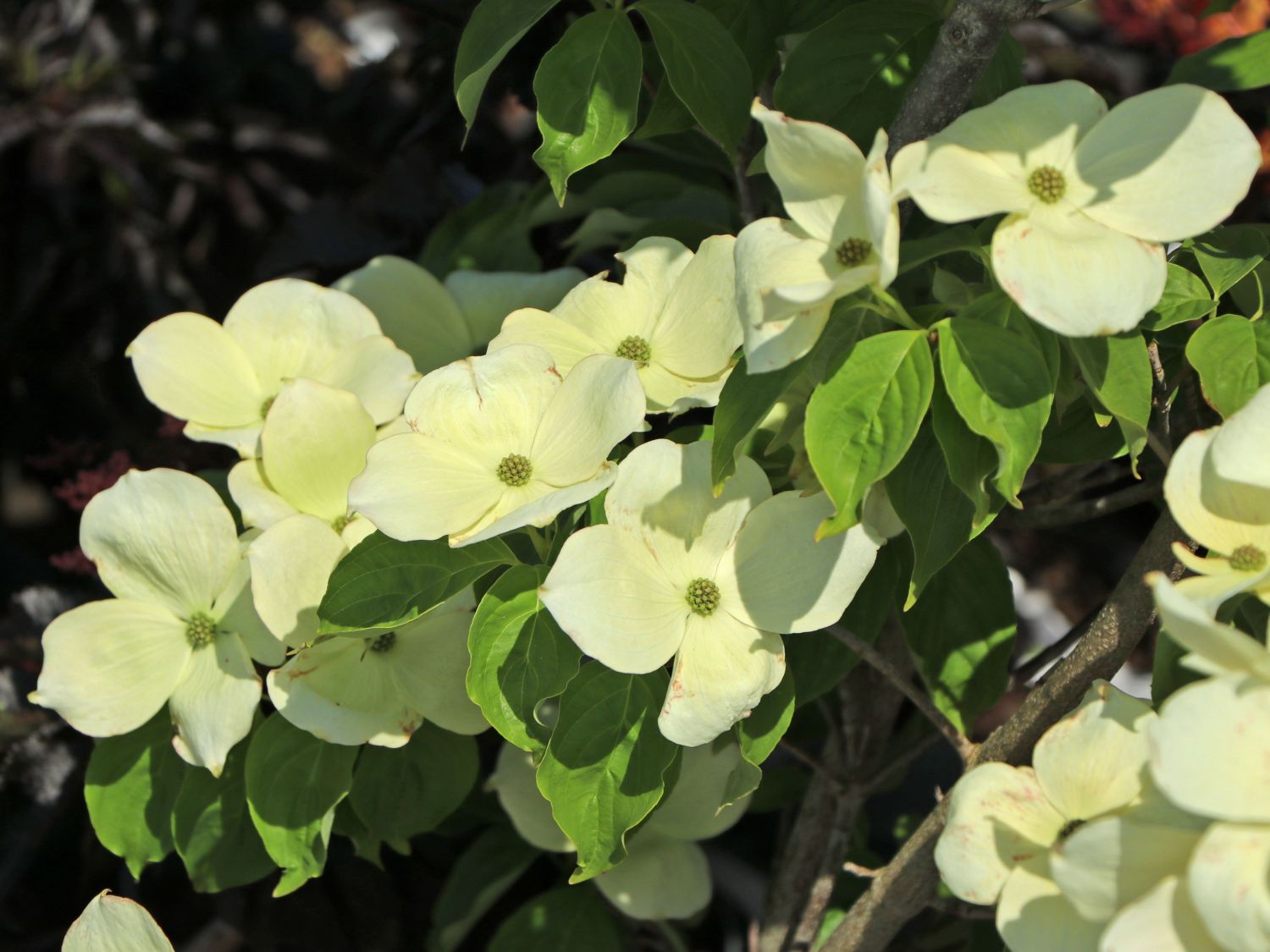 Japanischer Blumen-Hartriegel 'Aurora' - Cornus kousa 'Aurora'