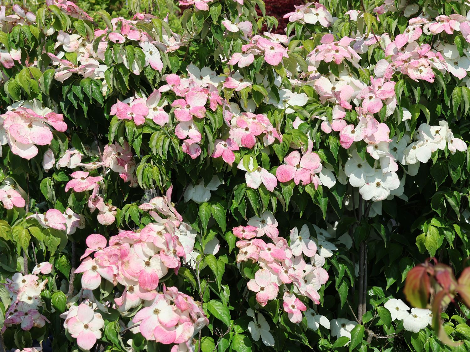 Japanischer Blumen-Hartriegel 'Aurora' - Cornus kousa 'Aurora'