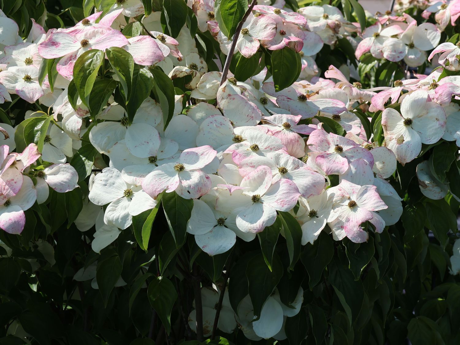 Japanischer Blumen-Hartriegel 'Aurora' - Cornus kousa 'Aurora'