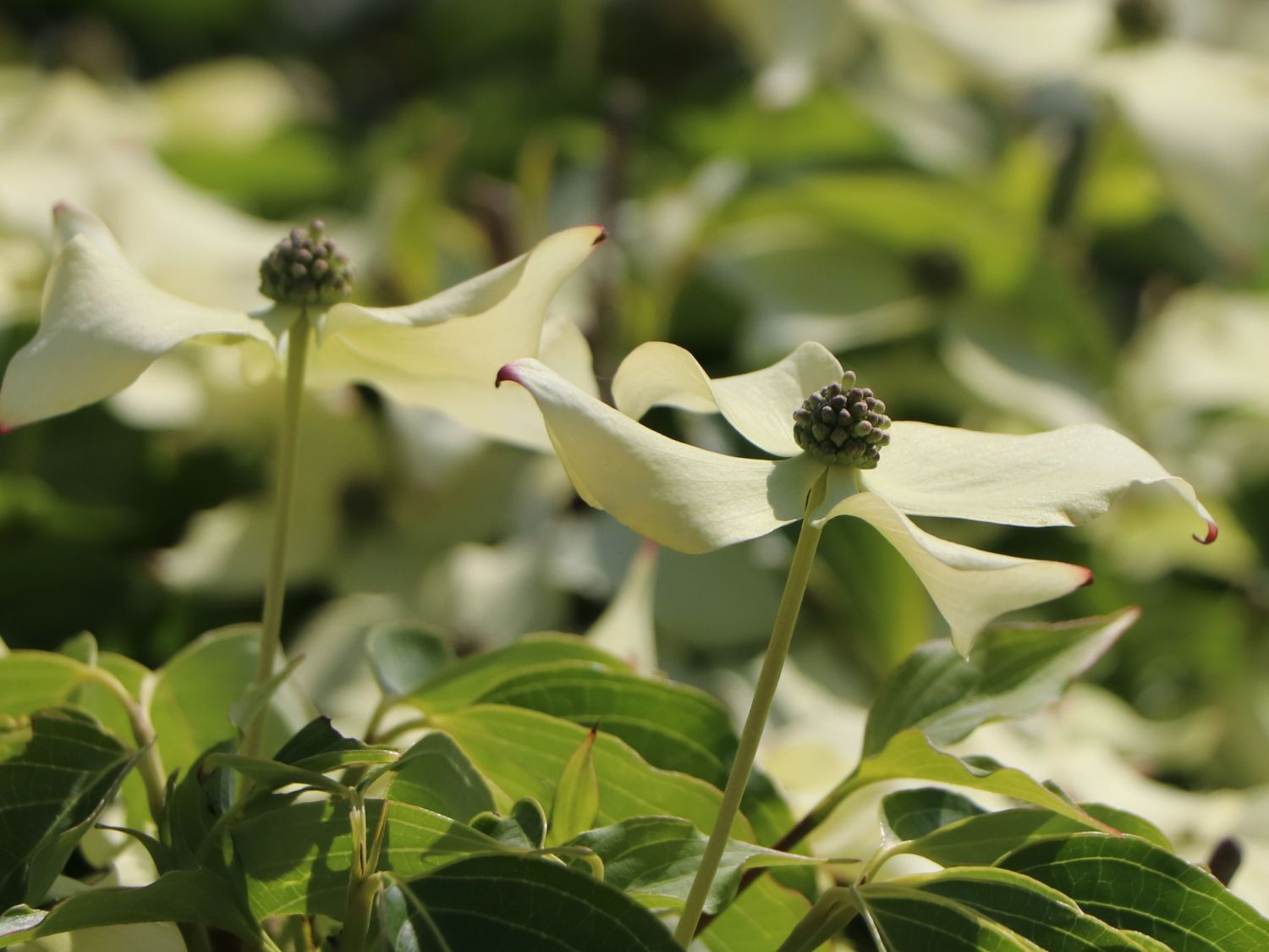 Japanischer Blumen-Hartriegel 'Big Apple' - Cornus kousa 'Big Apple'