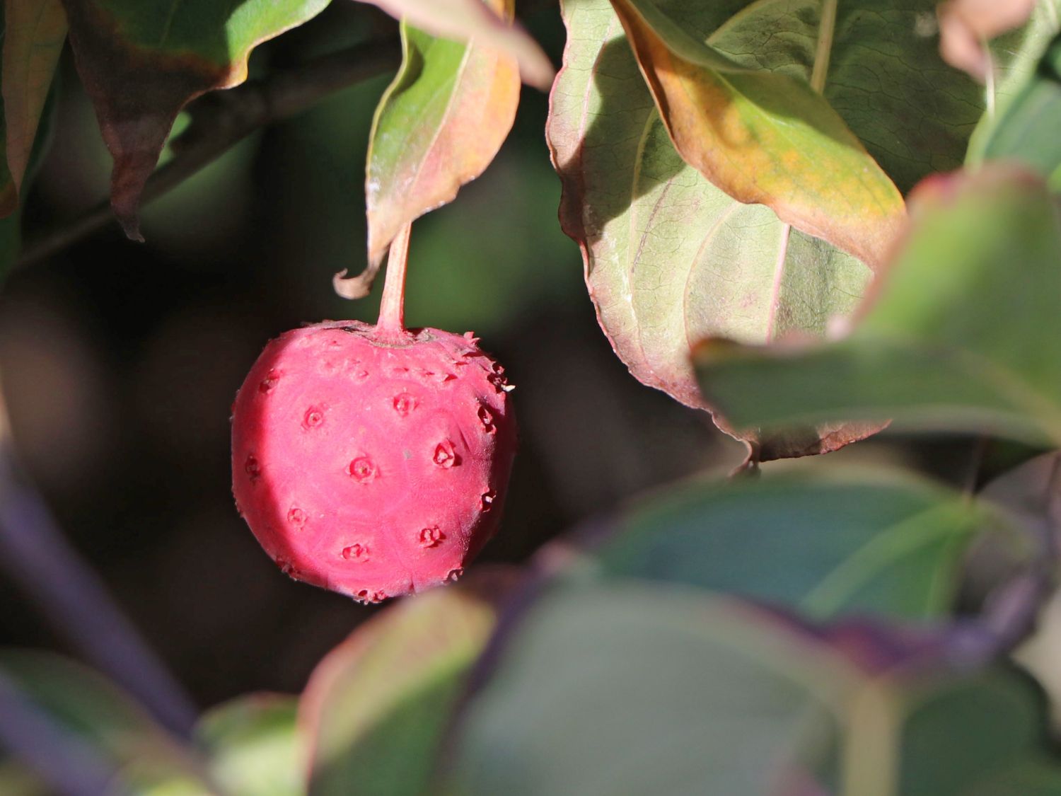 Japanischer Blumen-Hartriegel 'Big Apple' - Cornus kousa 'Big Apple'