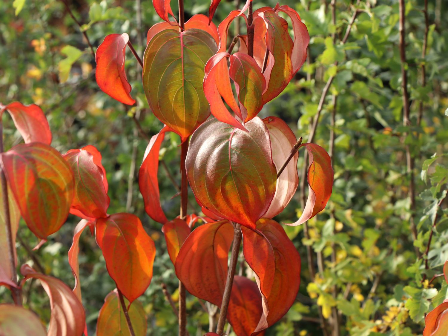 Japanischer Blumen-Hartriegel 'Big Apple' - Cornus kousa 'Big Apple'