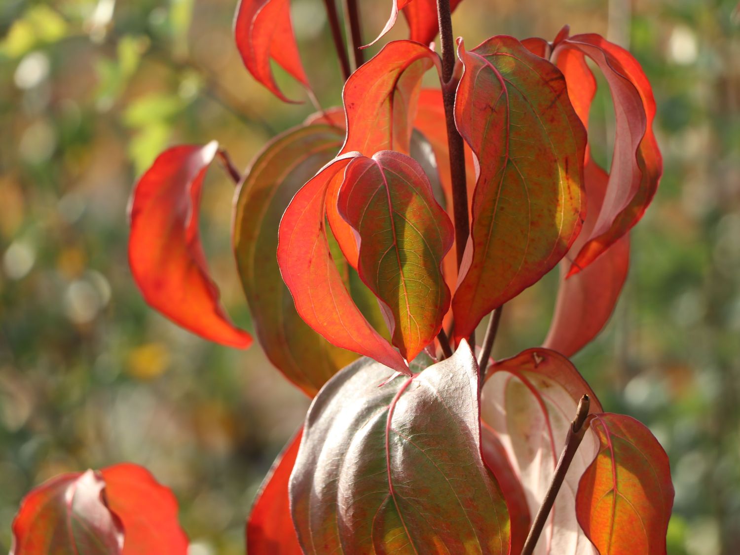 Japanischer Blumen-Hartriegel 'Big Apple' - Cornus kousa 'Big Apple'