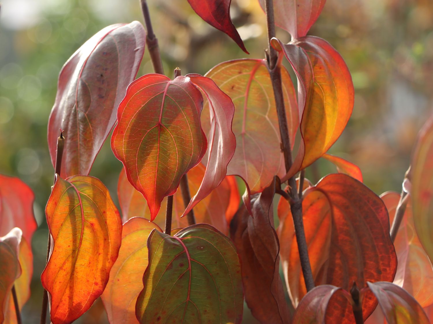 Japanischer Blumen-Hartriegel 'Big Apple' - Cornus kousa 'Big Apple'