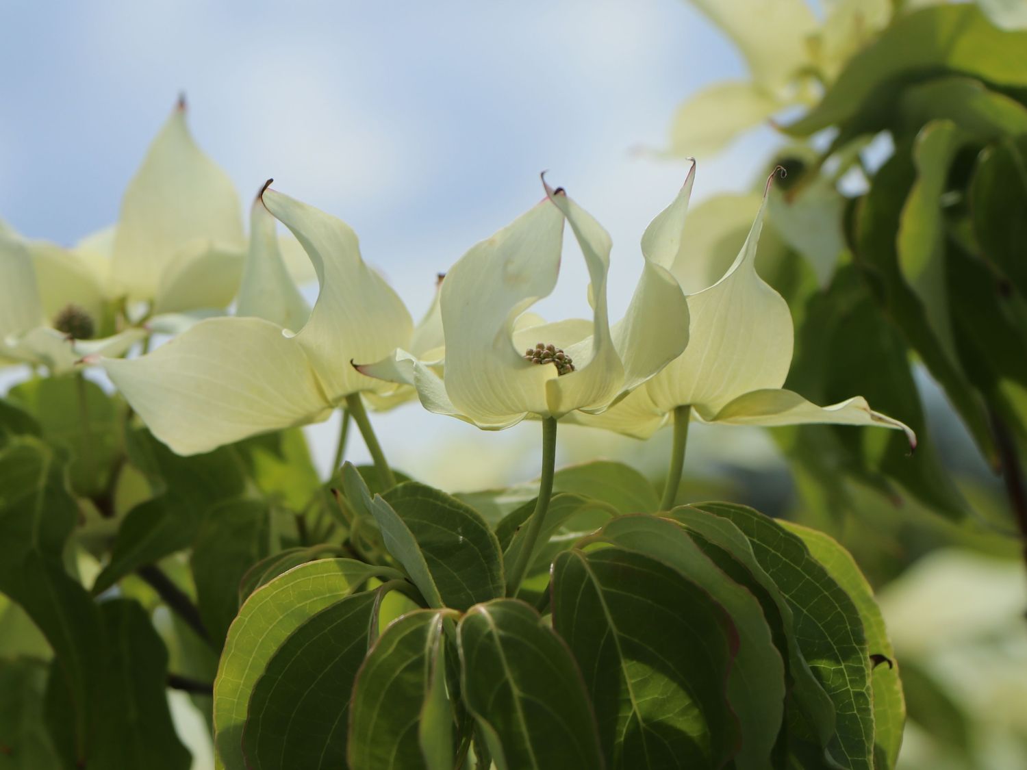 Japanischer Blumen-Hartriegel 'Big Apple' - Cornus kousa 'Big Apple'