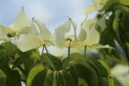 Japanischer Blumen-Hartriegel 'Big Apple' - Cornus kousa 'Big Apple'