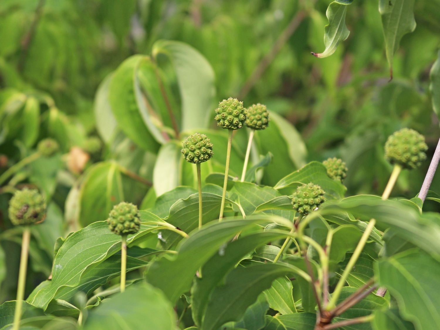Japanischer Blumen-Hartriegel 'Big Apple' - Cornus kousa 'Big Apple'