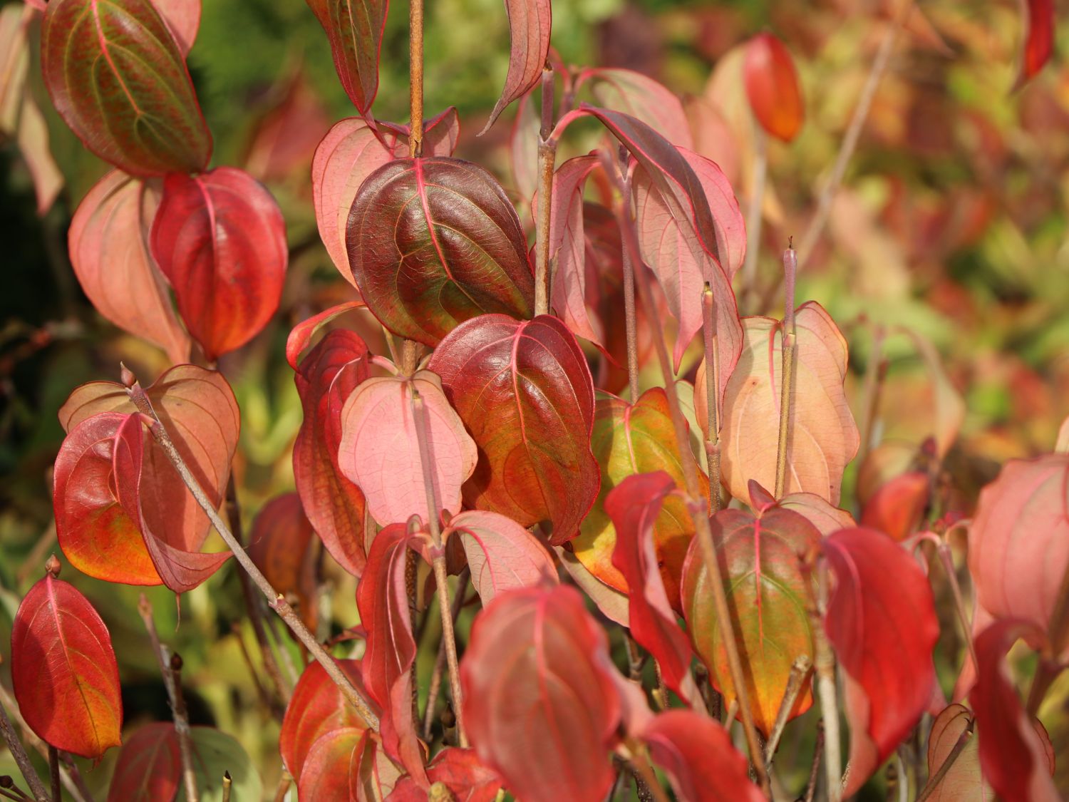 Japanischer Blumen-Hartriegel 'Big Apple' - Cornus kousa 'Big Apple'