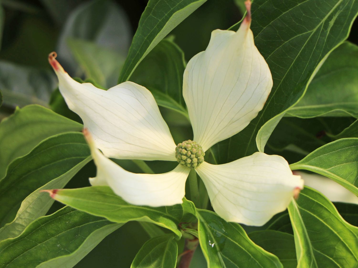 Japanischer Blumen-Hartriegel 'Big Apple' - Cornus kousa 'Big Apple'