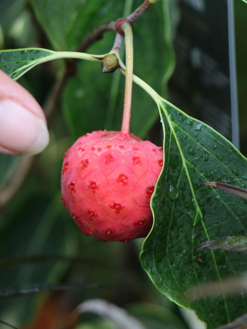Japanischer Blumen-Hartriegel 'Big Apple' - Cornus kousa 'Big Apple'