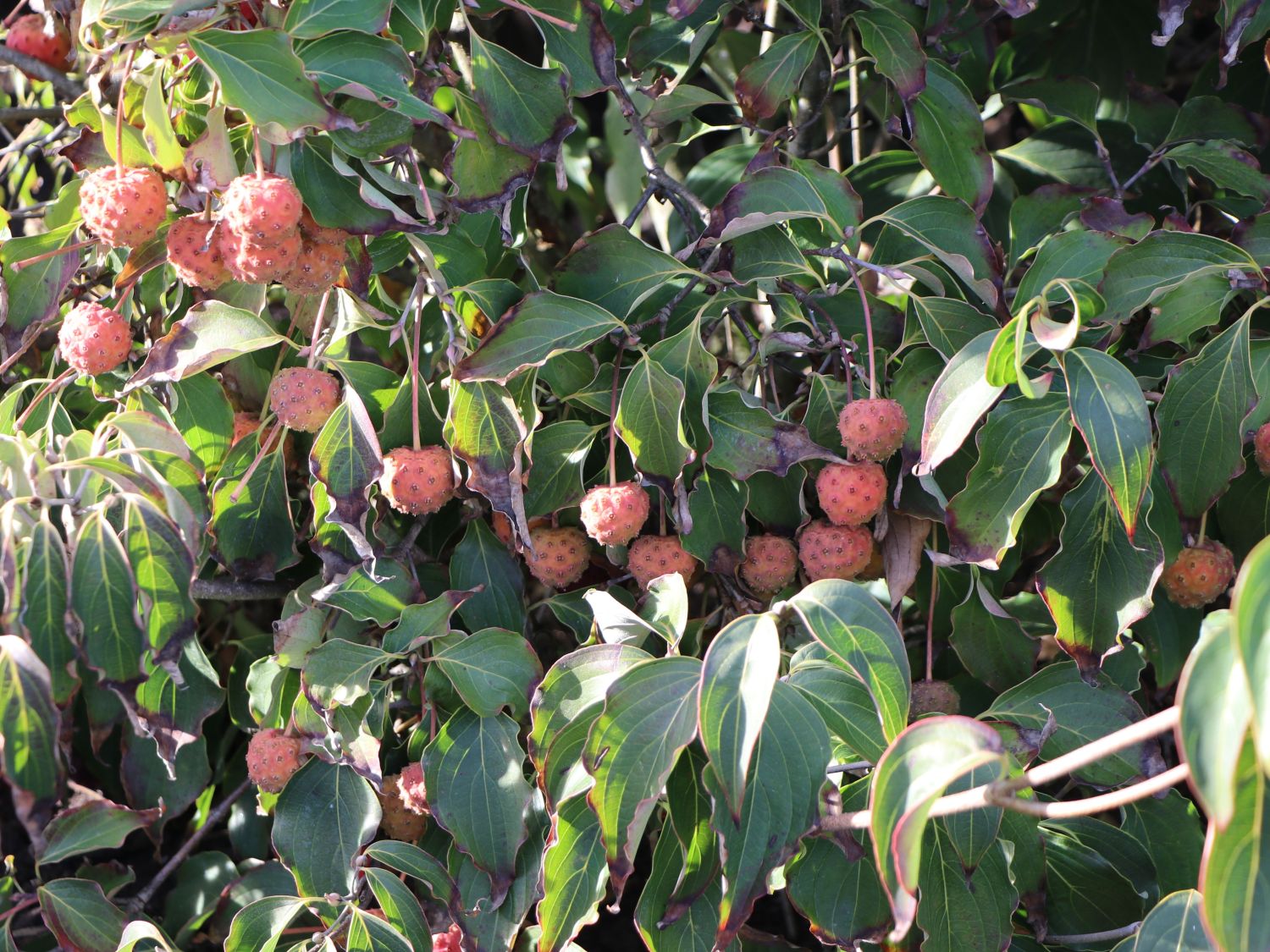 Japanischer Blumen-Hartriegel 'Big Apple' - Cornus kousa 'Big Apple'