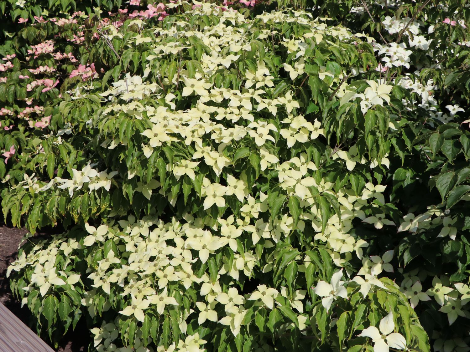Japanischer Blumen-Hartriegel 'Big Apple' - Cornus kousa 'Big Apple'