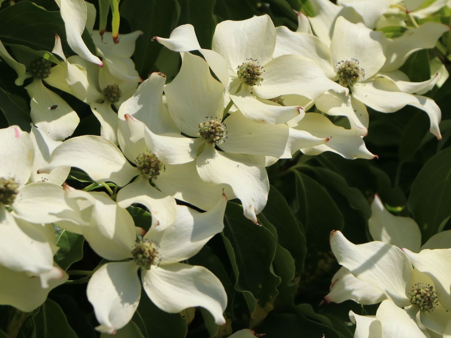 Japanischer Blumen-Hartriegel 'Big Apple' - Cornus kousa 'Big Apple'