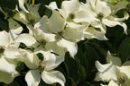 Japanischer Blumen-Hartriegel 'Big Apple' - Cornus kousa 'Big Apple'
